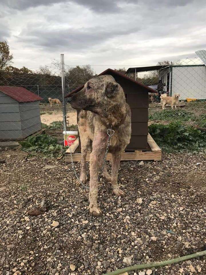 Dog chained up at dog house in Turkey