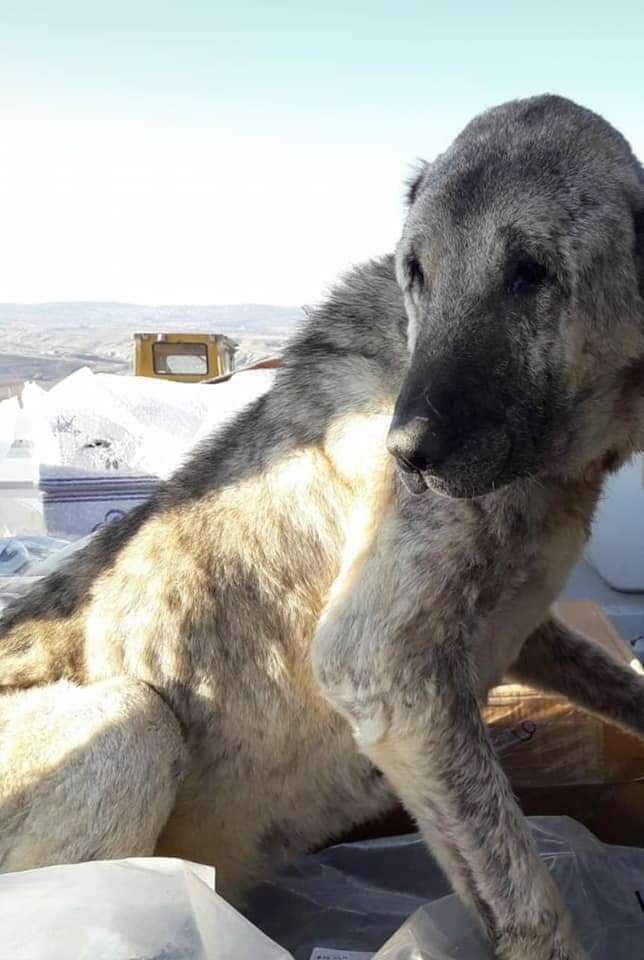 Kangal shepherd dog at landfill