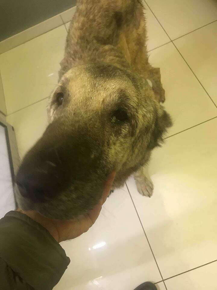 Person holding dog's chin in his hand