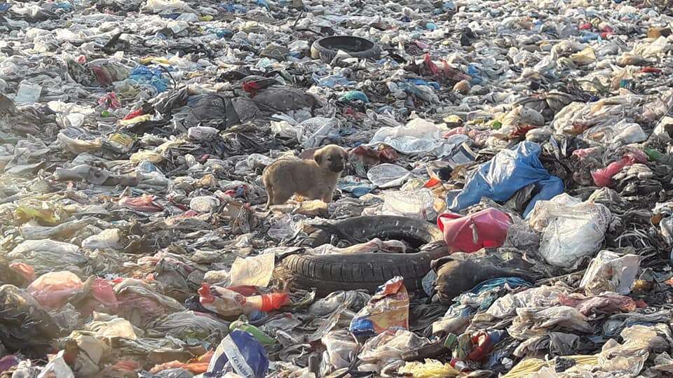 Puppy at landfill in Turkey
