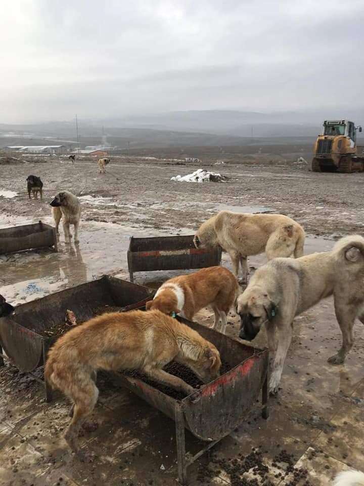 Dog being fed at landfill