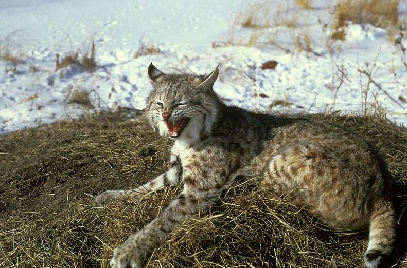 bobcat in the wild