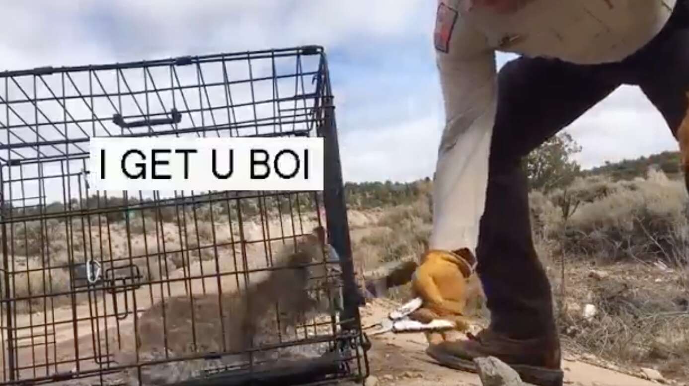 angry bobcat released into wild