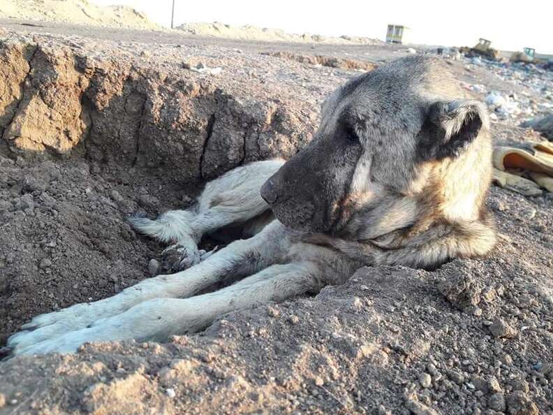 Dog lying in dirt at landfill in Turkey