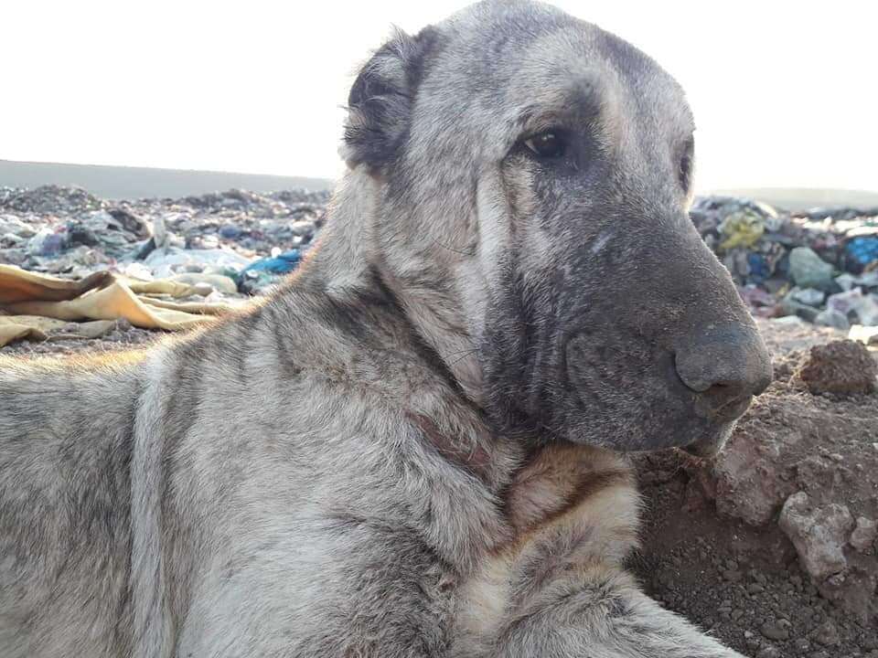 Kangal shepherd dog inside Turkey landfill