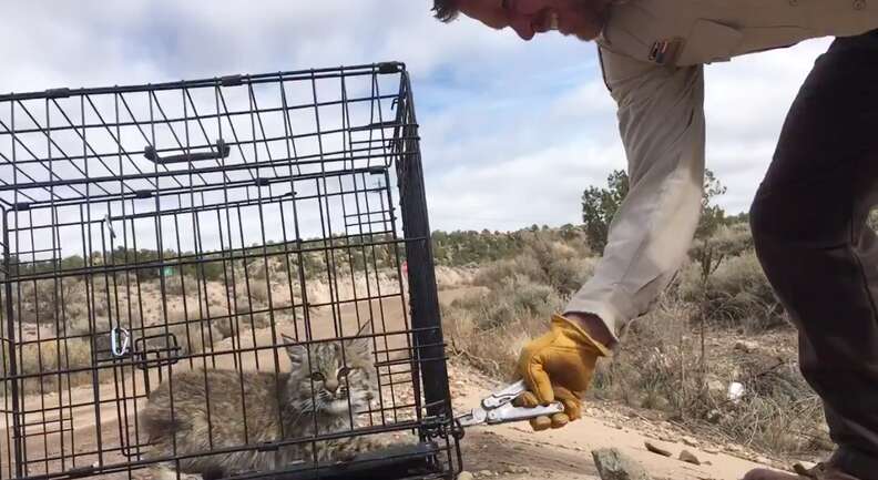 angry bobcat kitten release