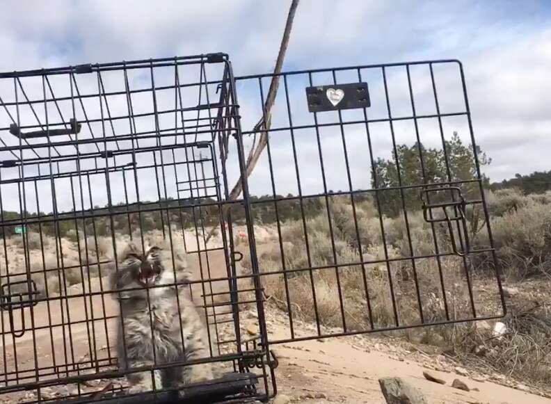 angry bobcat kitten release