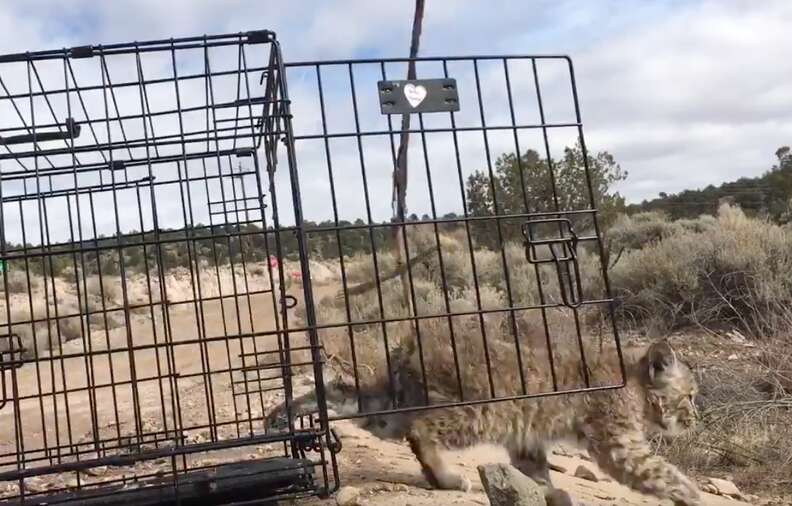 angry bobcat kitten release