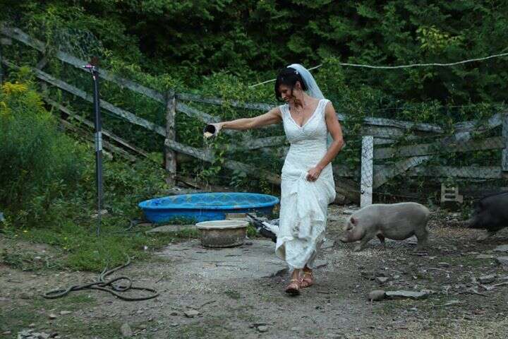 Bride feeding rescued pigs
