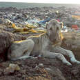 Dog living in landfill in Turkey