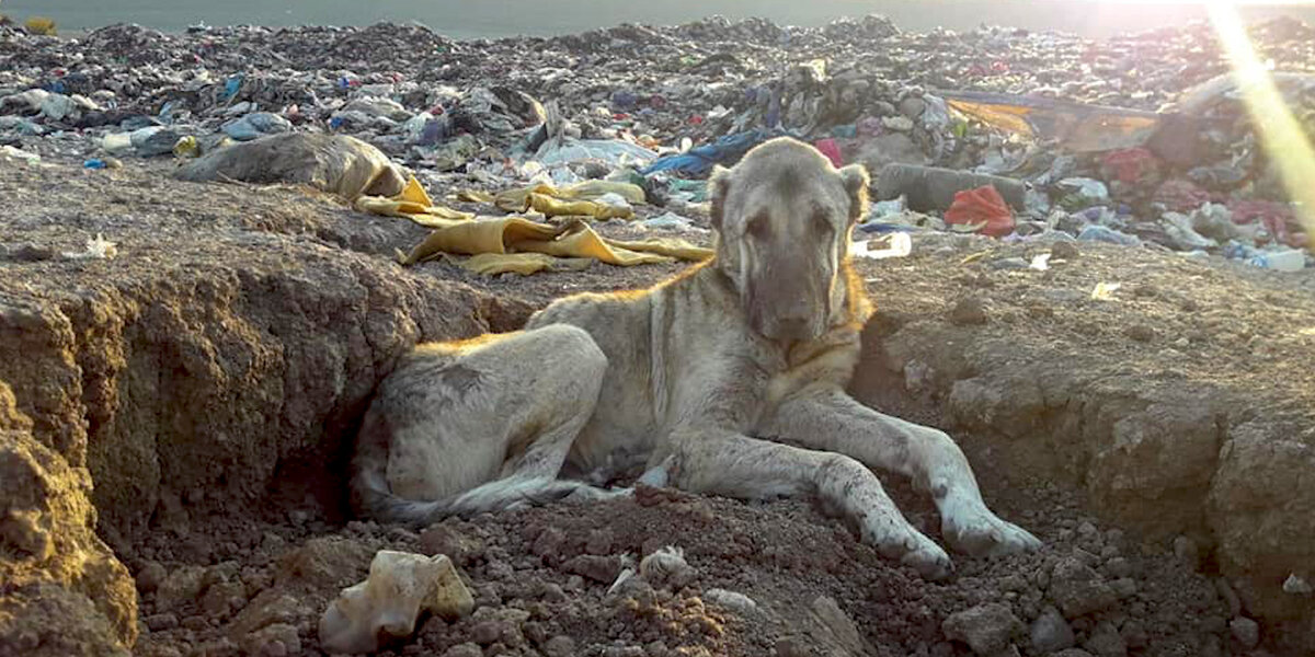 Rescuers Saved Senior Dog Living At Turkey Landfill The Dodo