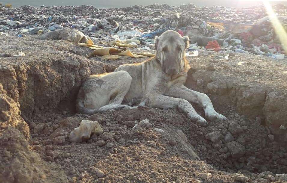 Senior dog at landfill in Turkey