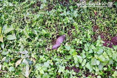 Pangolin being released back in the forest