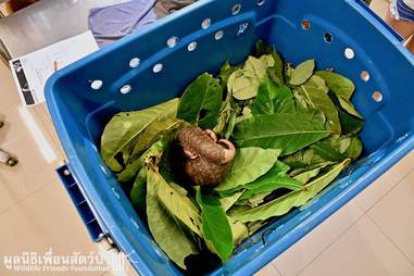 Pangolin in box to be released
