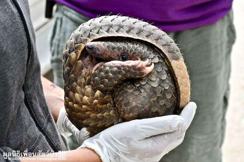 Farmer Saves Pangolin From Palm Oil Plantation In Thailand - The Dodo