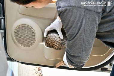 Pangolin curled up in cup holder of car