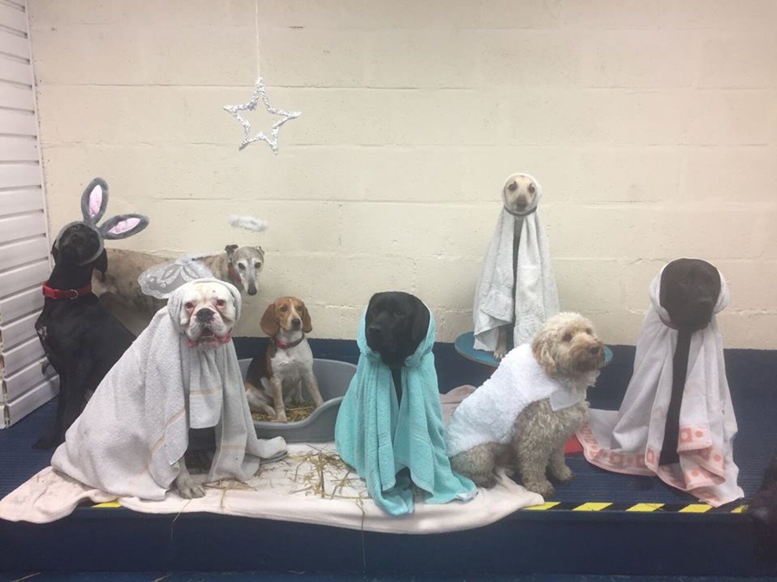 Pups At Doggy Day Care Pull Off Perfect Nativity Scene The Dodo