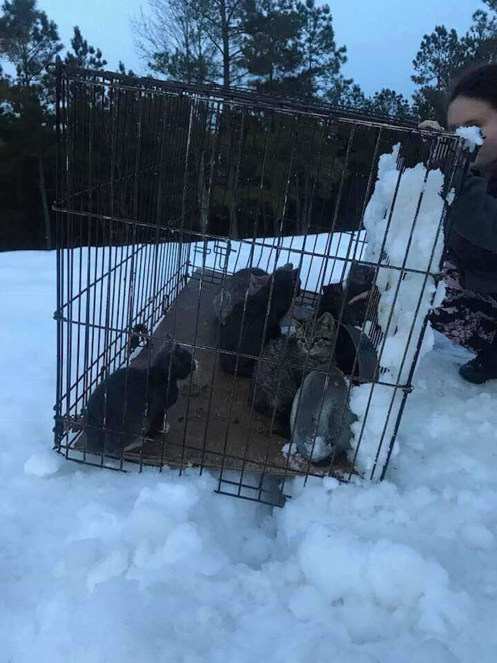 12 cats found in the snow in Campbell County, Virginia