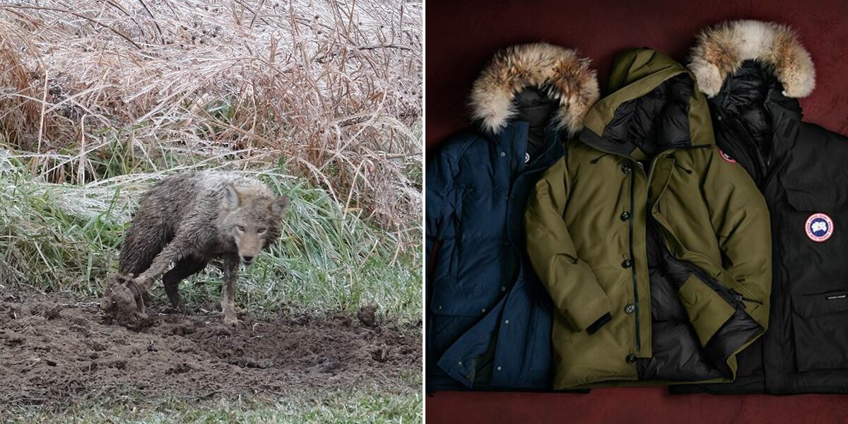 Canada goose hotsell kills xl