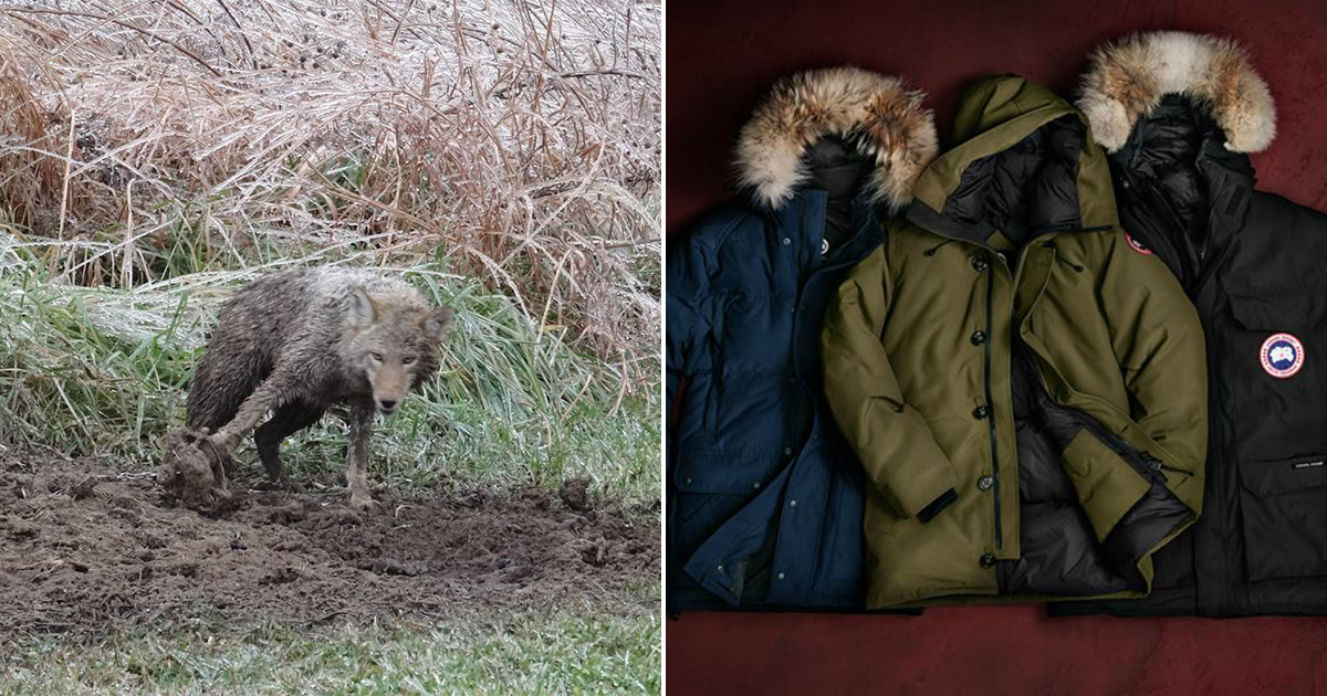 Canada goose clearance jacket animal abuse