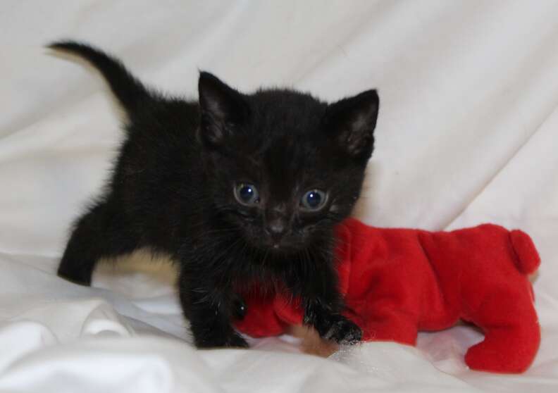 A tiny kitten recuperates after being saved from the snow