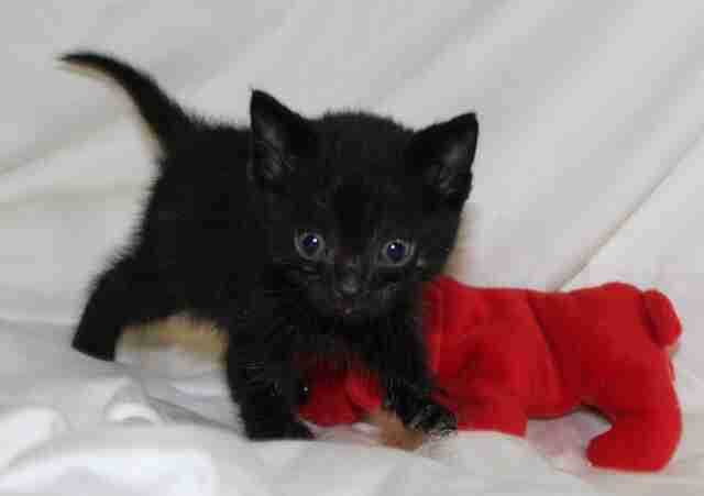 A tiny kitten recuperates after being saved from the snow