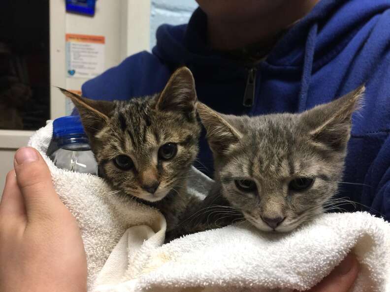 Two frozen cats warm up at a Virginia animal shelter