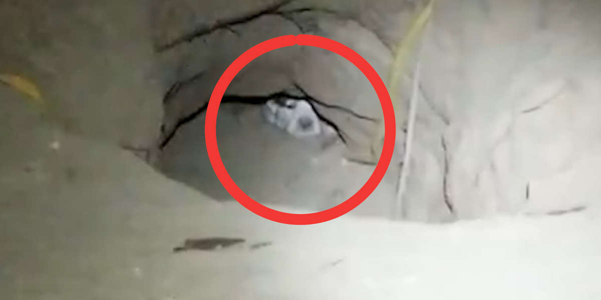 Dog Hides Her Puppies In A Hole - Videos - The Dodo