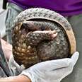 Pangolin curled up in C-shaped ball