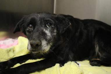 14 year old lab rescued