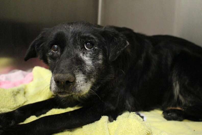 Sweet 14-Year-Old Shelter Dog Gets Adopted Just In Time For Christmas
