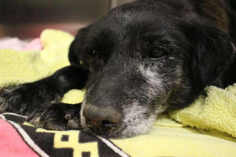 Sweet 14-Year-Old Shelter Dog Gets Adopted Just In Time For Christmas
