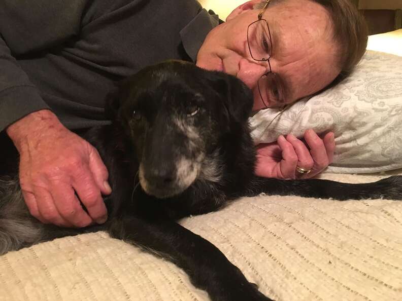 14 year old lab rescued