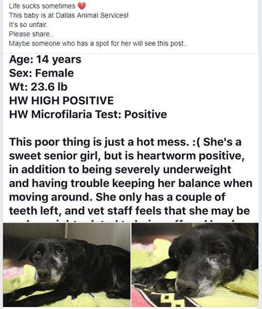 14 year old lab adopted