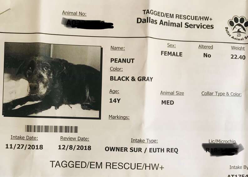 Sweet 14-Year-Old Shelter Dog Gets Adopted Just In Time For Christmas