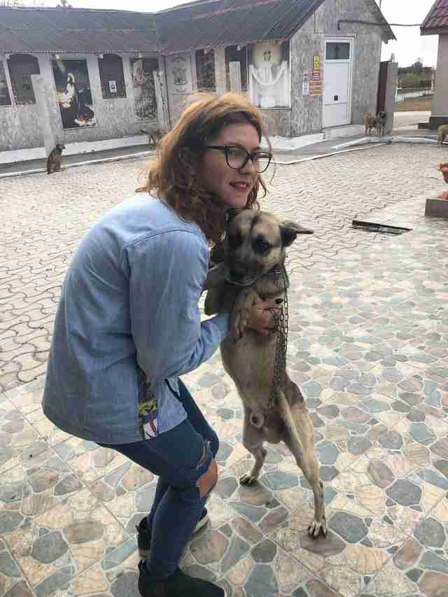 church dogs