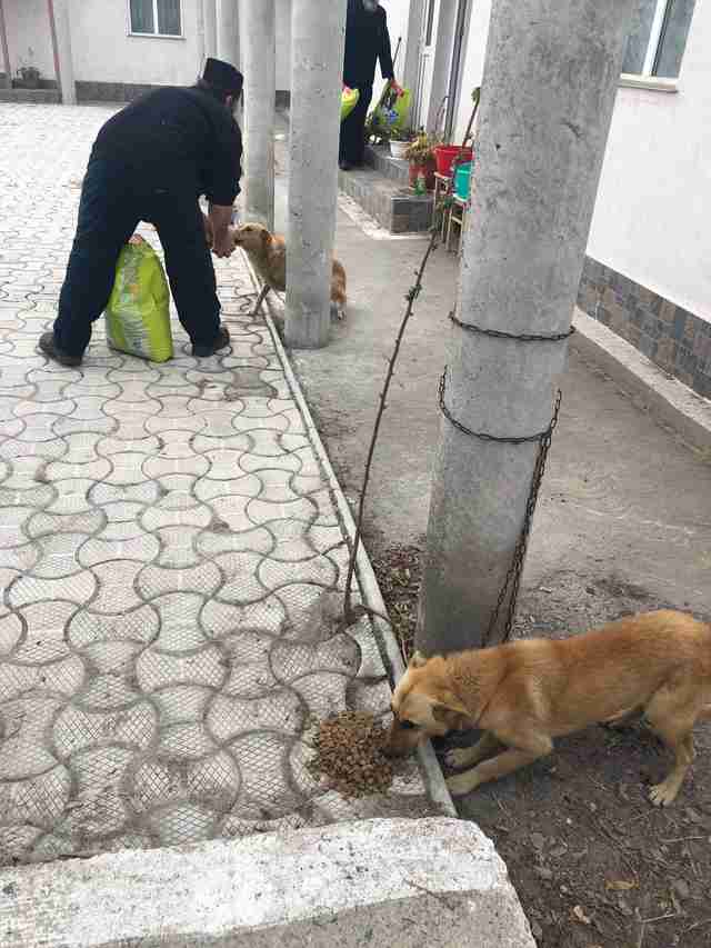 church dogs