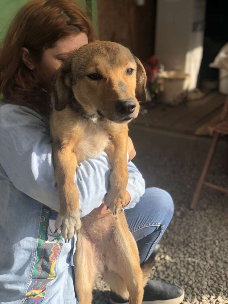 church dogs