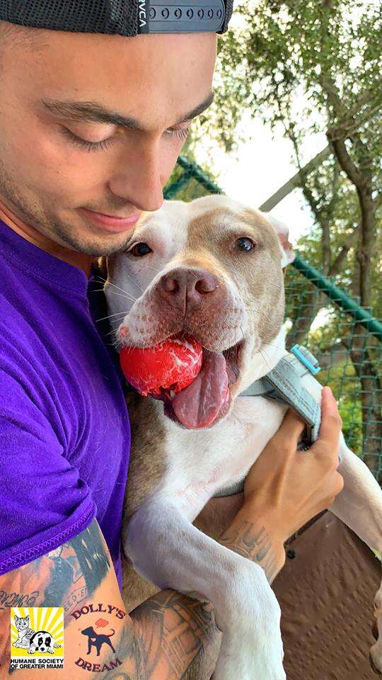 Man holding pit bull mix in his arms