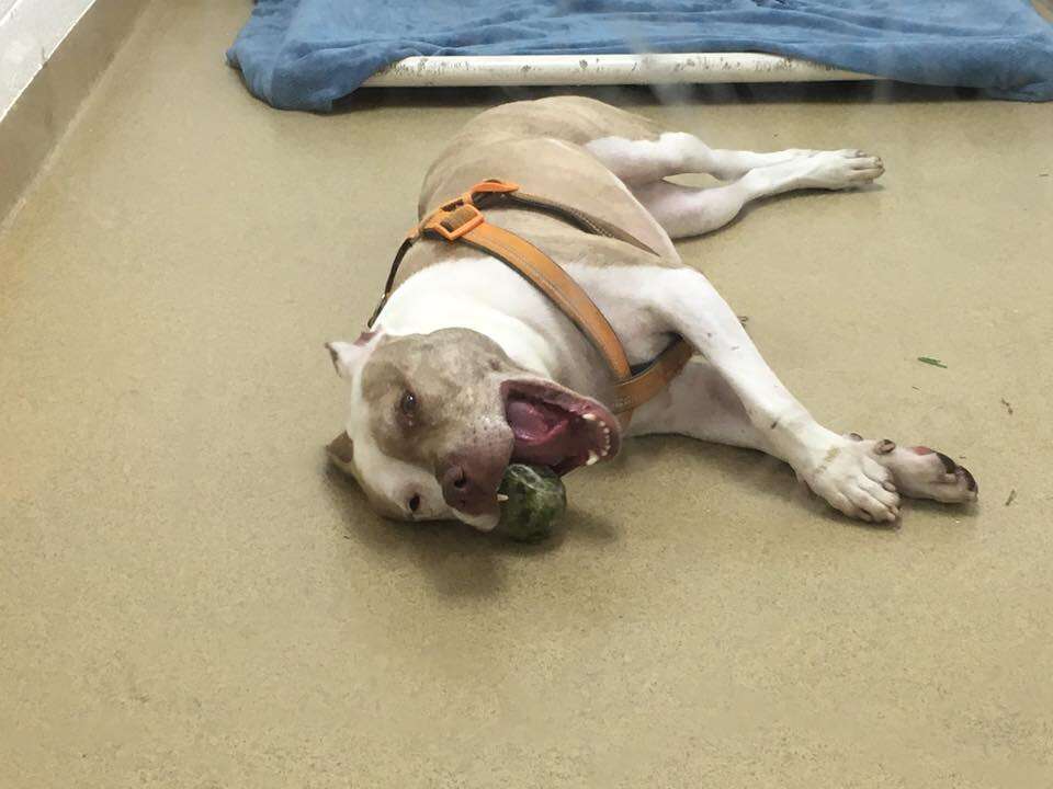 Dog playing with tennis ball in kennel