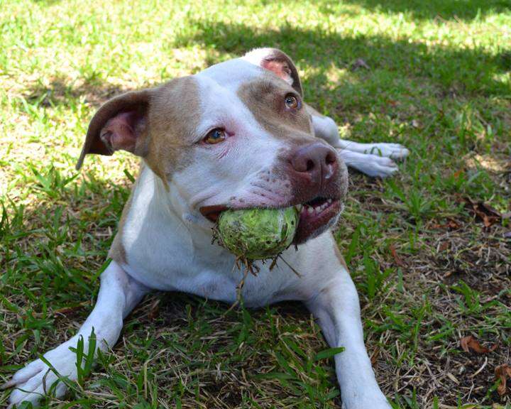 Dog with tennis ball in her mouth