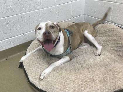 Smiling pit bull inside shelter kennel