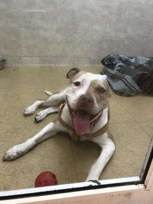 Pit bull lying in shelter kennel