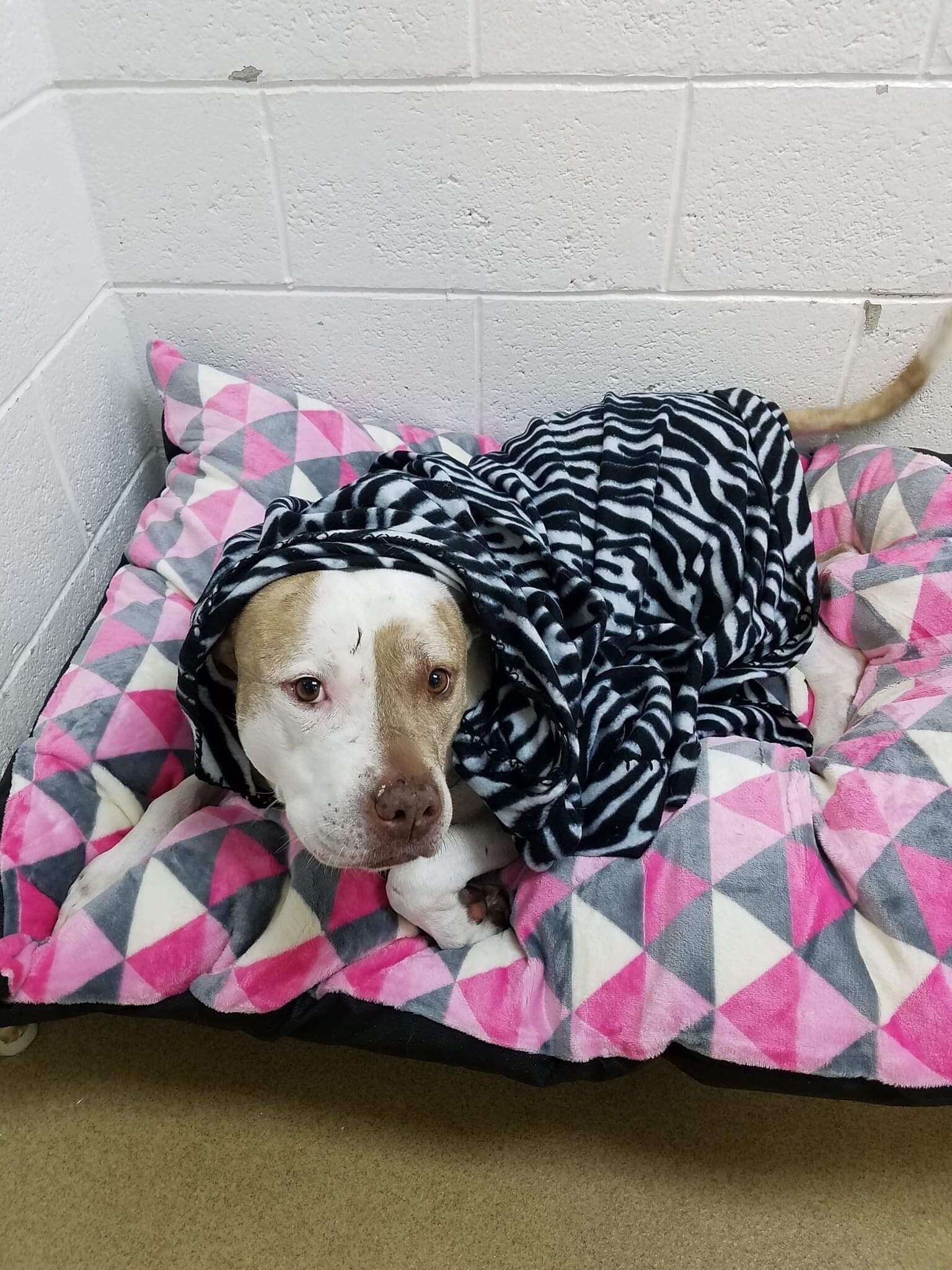 Dog lying on dog bed