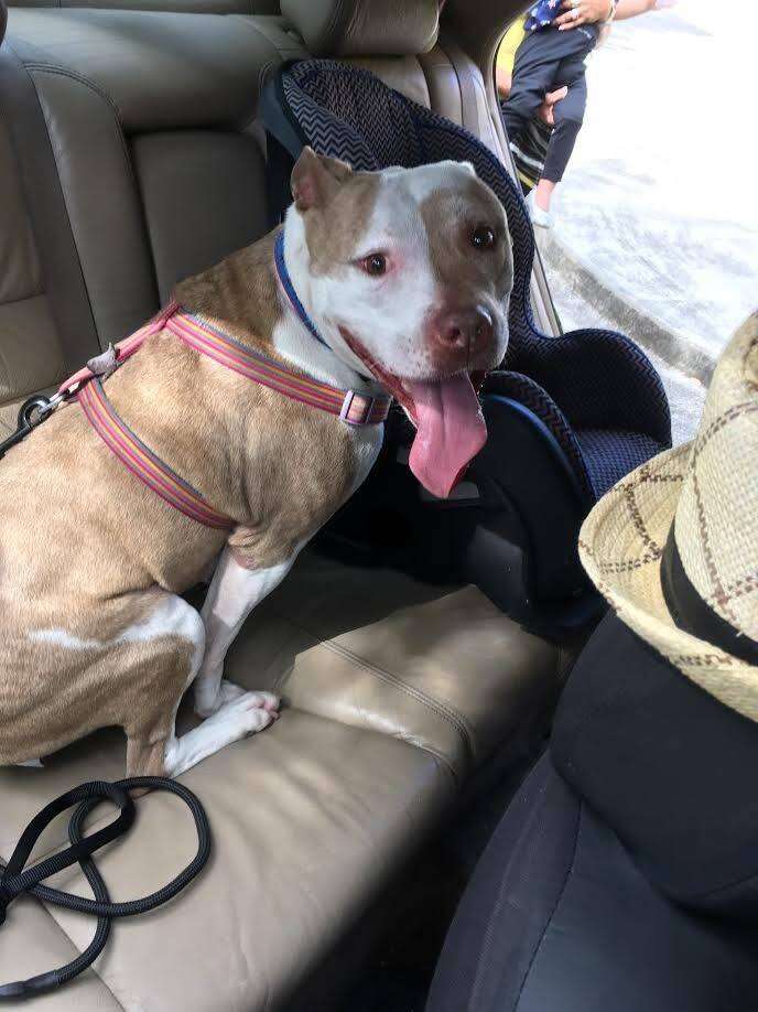 PIt bull mix inside car