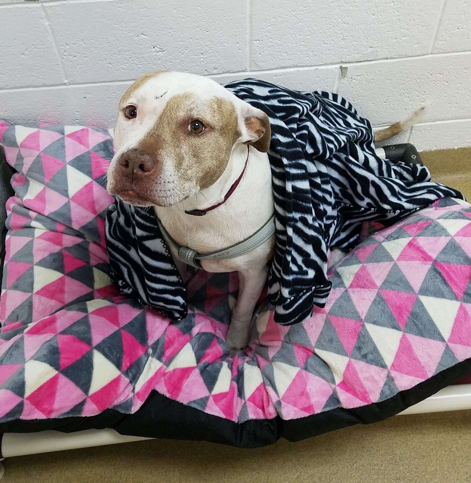 Pit bull on dog bed in shelter kennel