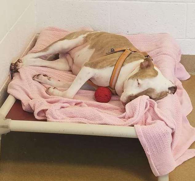 Dog lying bed in kennel