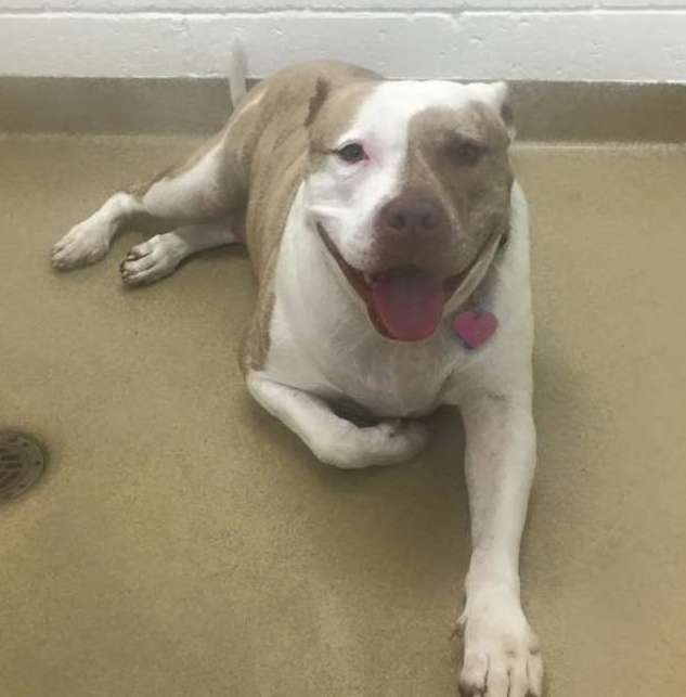Shelter dog smiling in her kennel