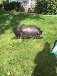 Overweight potbelly pig in yard