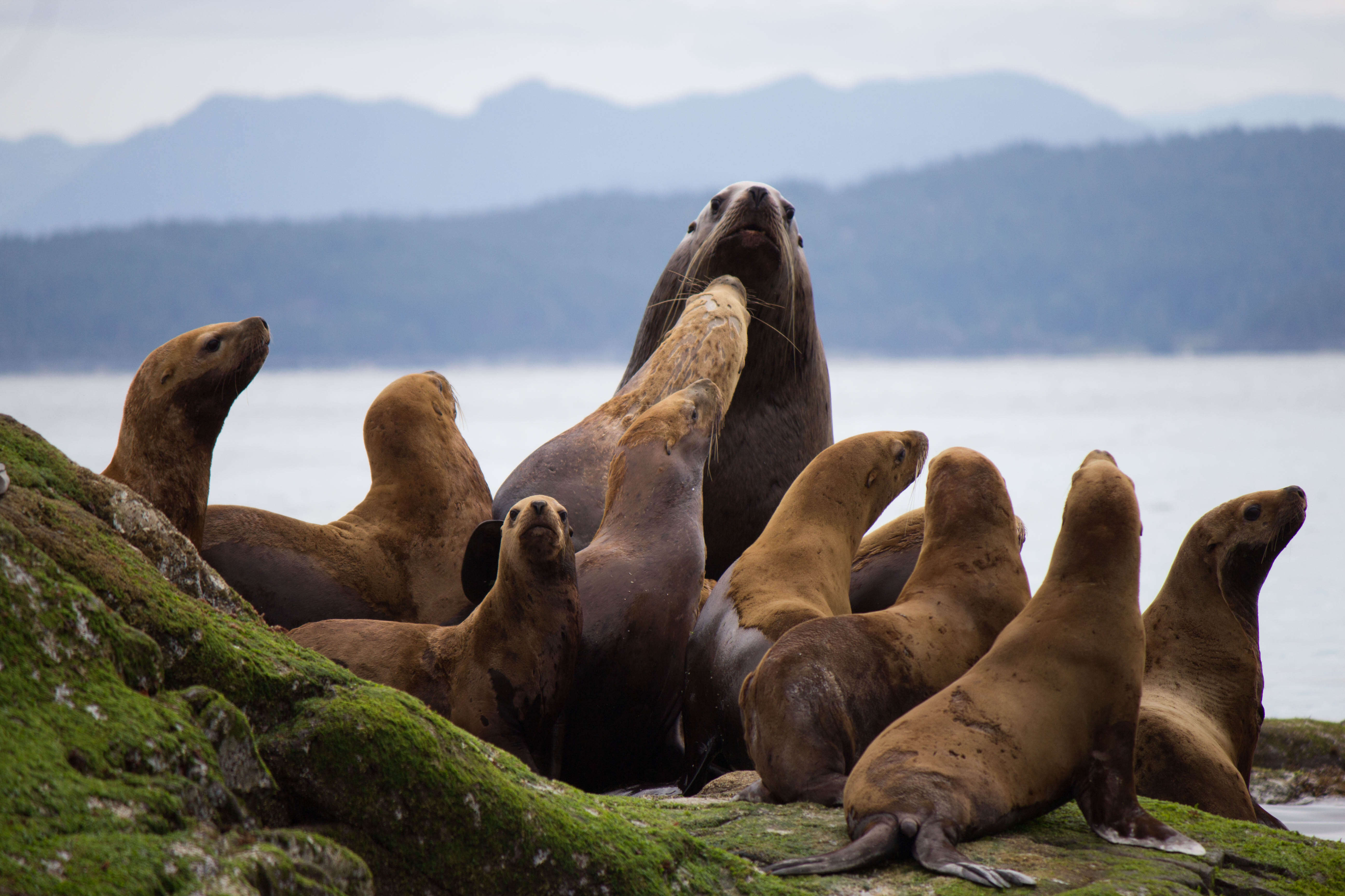 Baby sea lions with adult sea lion